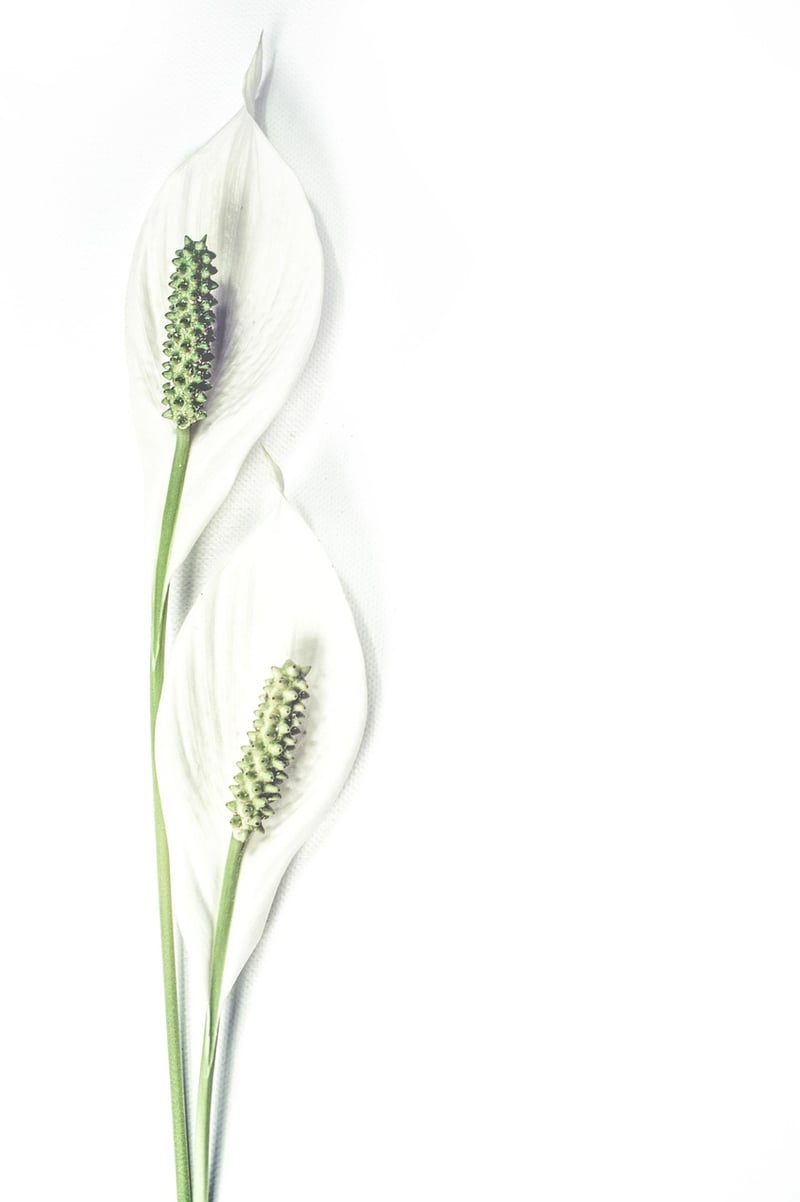 Peace Lily