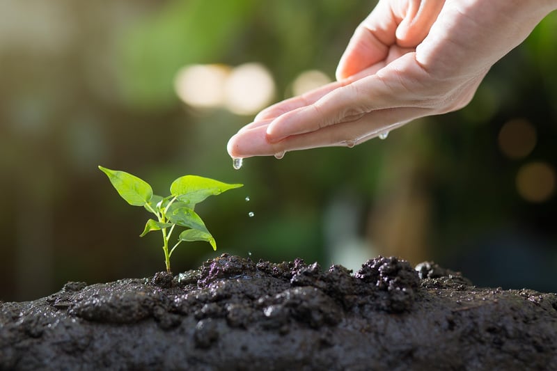Plant Care